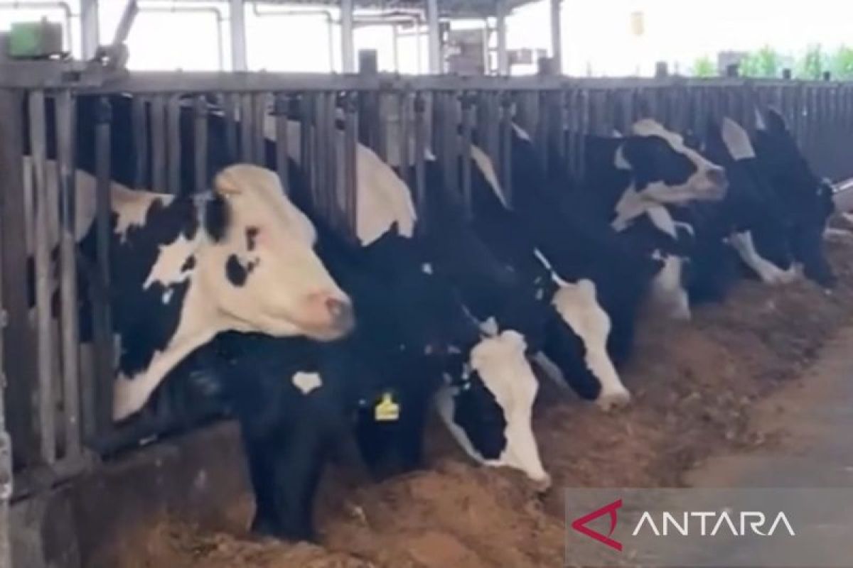 Indonesia sets 2 million cattle target to boost meat, milk production