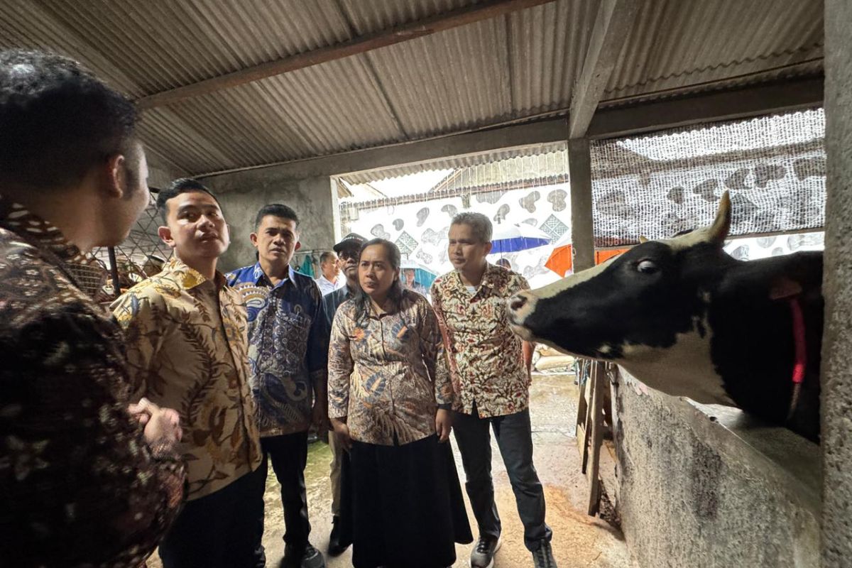 Vice President Gibran Emphasises Downstream Industrialisation of Cattle Sector in Boyolali