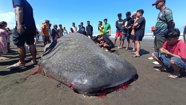 Over a Decade, Hundreds of Whale Sharks Stranded on Java's Southern Coast: What Does It Signify?