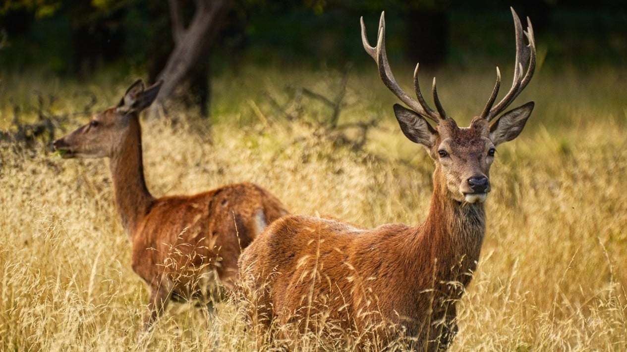 Deer Killed in Collision with Car on Serpan Toll Road