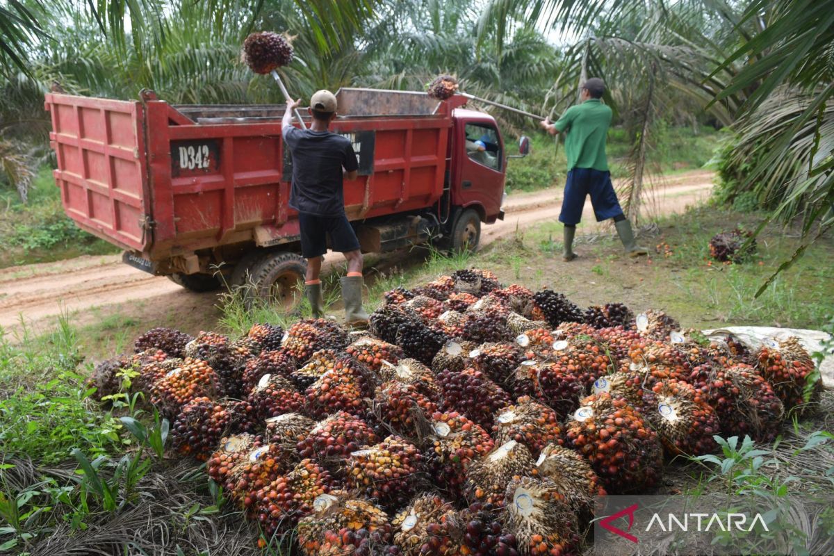 BPDP urged to expand palm oil human resource development programme