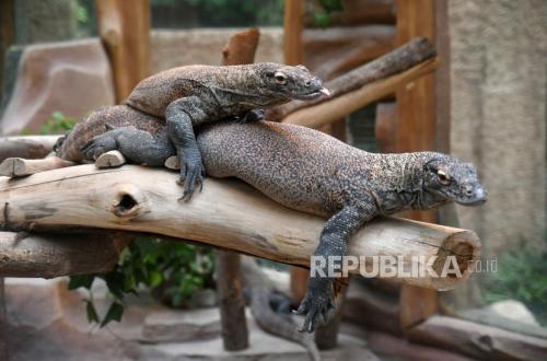 Indonesia-Japan to Breed Komodo Dragons, Strengthening Wildlife Conservation Cooperation