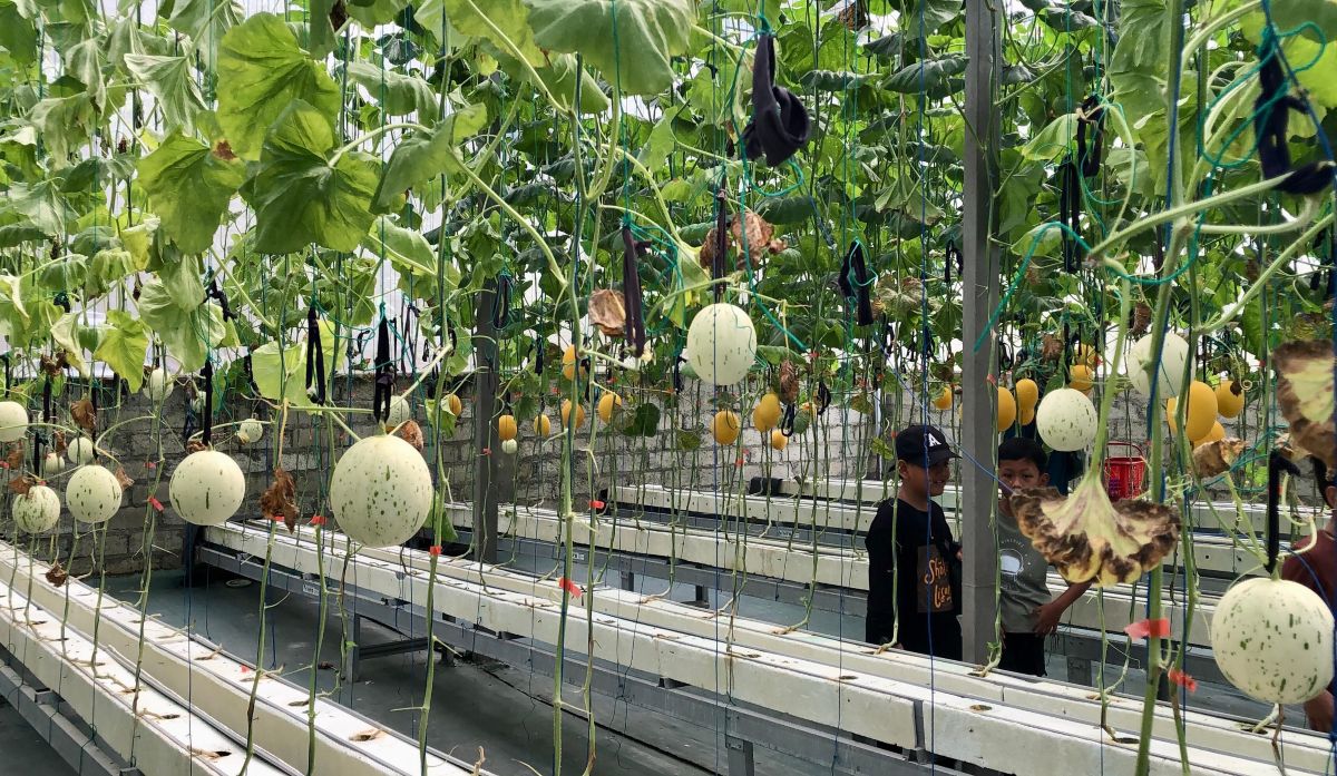 Lebaran Holiday Boosts Interest in Agro-Tourism Among Residents