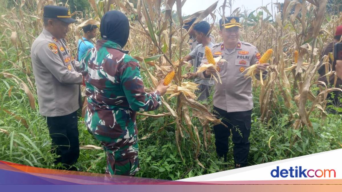 Police Harvest 10 Tonnes of Maize in Tamansari, Bogor, Supporting Food Security Programme