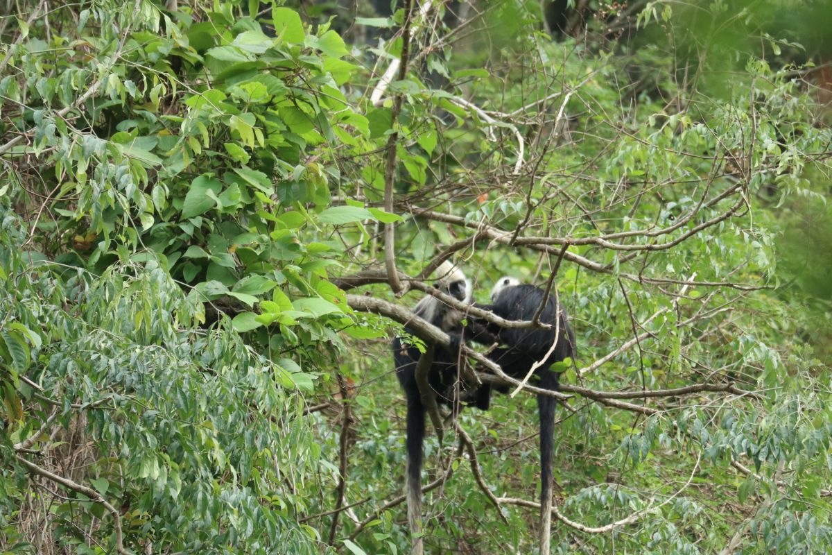 Huawei provides AI to monitor white-headed langur conservation in Guangxi