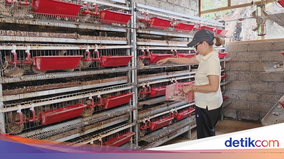 The Savoury Venture of the Aura Cempaka Village-Owned Enterprise's Quail Egg Business in Badung