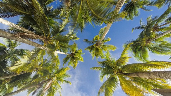 This Indonesian President is Impressed by a Local Entrepreneur, His Project Labelled "Mad"