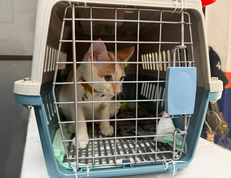 Significant Increase in Lebaran Homecoming Travel with Pets
