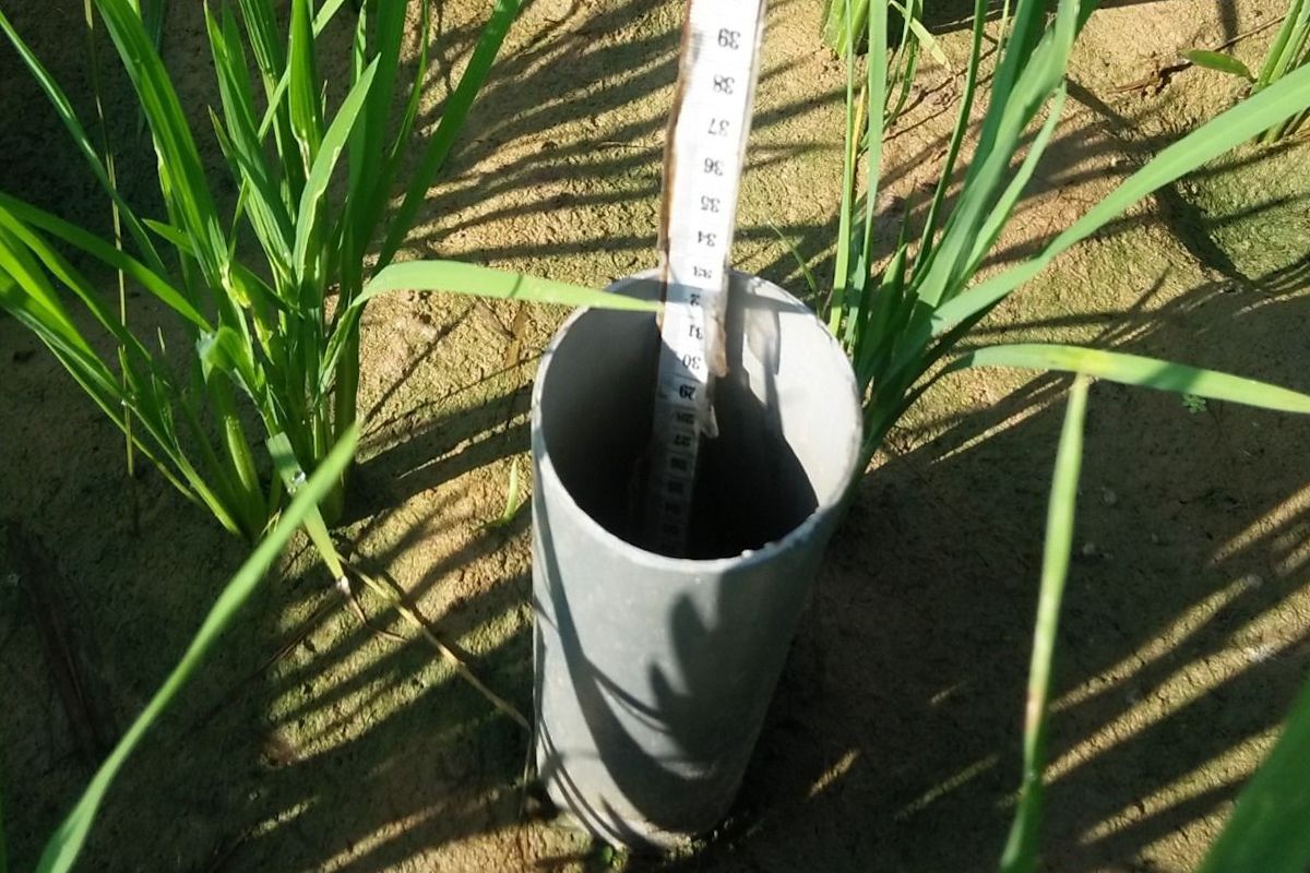 Ministry of Agriculture Uses AWD Method to Save 20% Water in Facing Godzilla El Niño