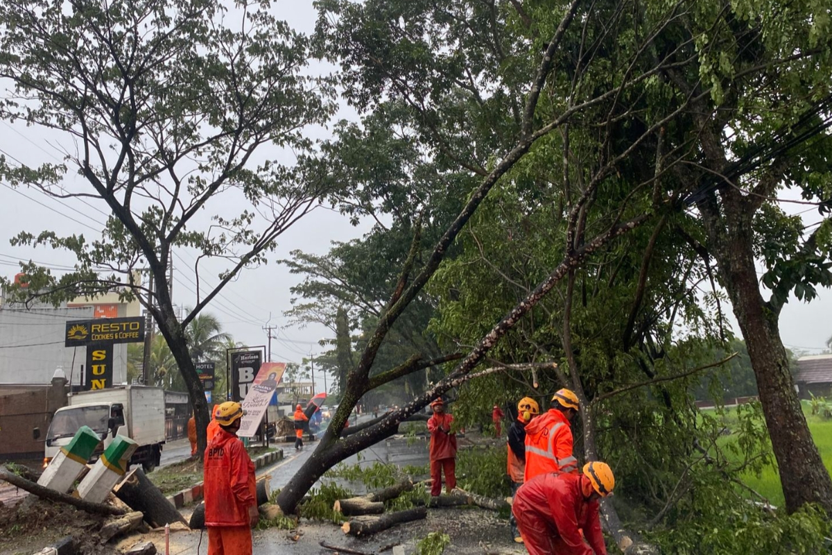 Bad Weather Causes Dozens of Trees to Fall in Tasikmalaya, Damaging Two Cars
