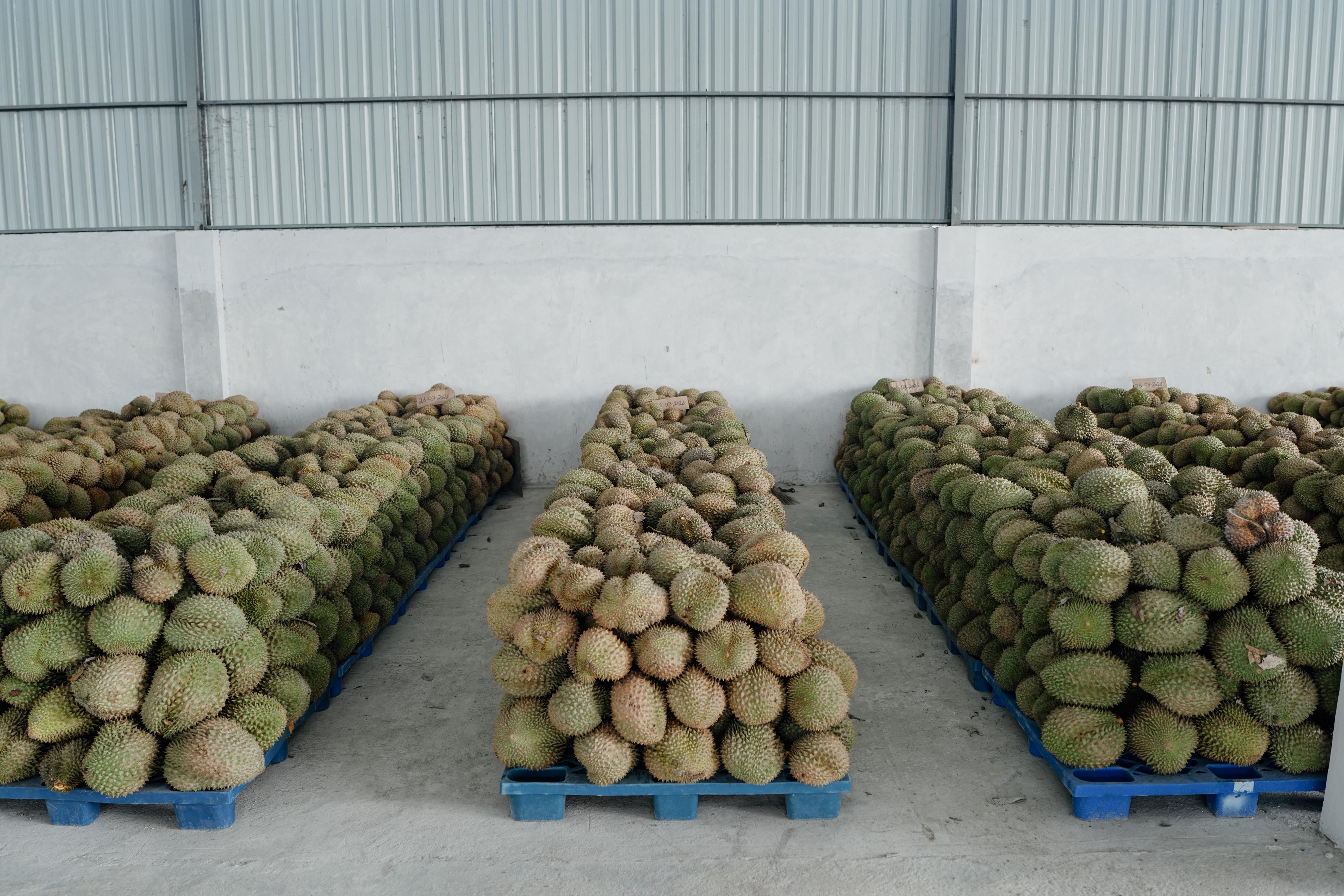 Strengthening the Durian Industry, Central Sulawesi Governor Inaugurates Packing House in Parigi Moutong