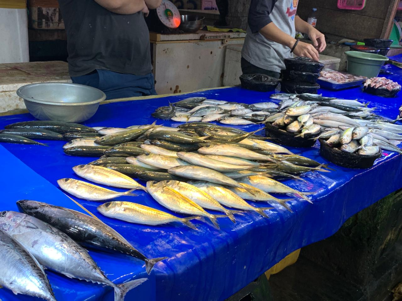 Fish Supplies Enter Market, Prices in Palu Gradually Decrease