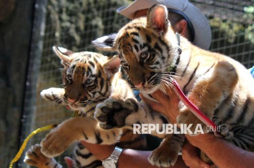 Bandung City Government to Use Third Party for Managing Bandung Zoo