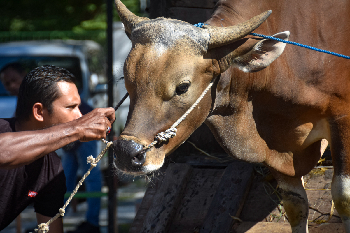 NTB Provincial Government Prepares 30,000 Cattle for Sacrifice to be Sent to Jabodetabek Region