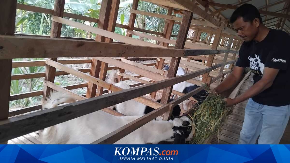 When the Village Strives to Grow Rich from Goat Farming...