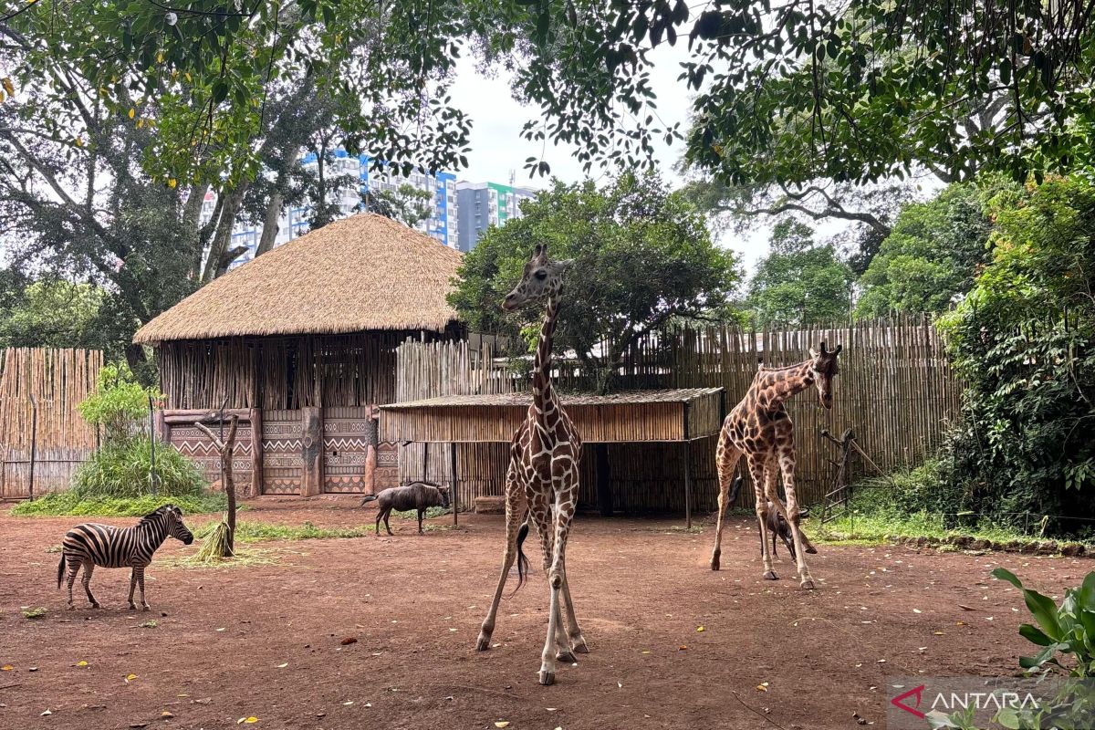 West Java DPRD: Animal Rescue at Bandung Zoo Becomes Top Priority