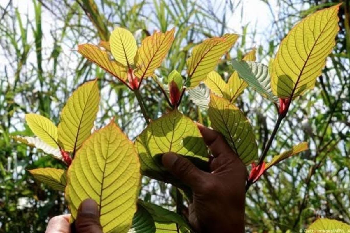 Kutai Kartanegara Regency Boosts Grassroots Economy through Kratom Leaf Exports