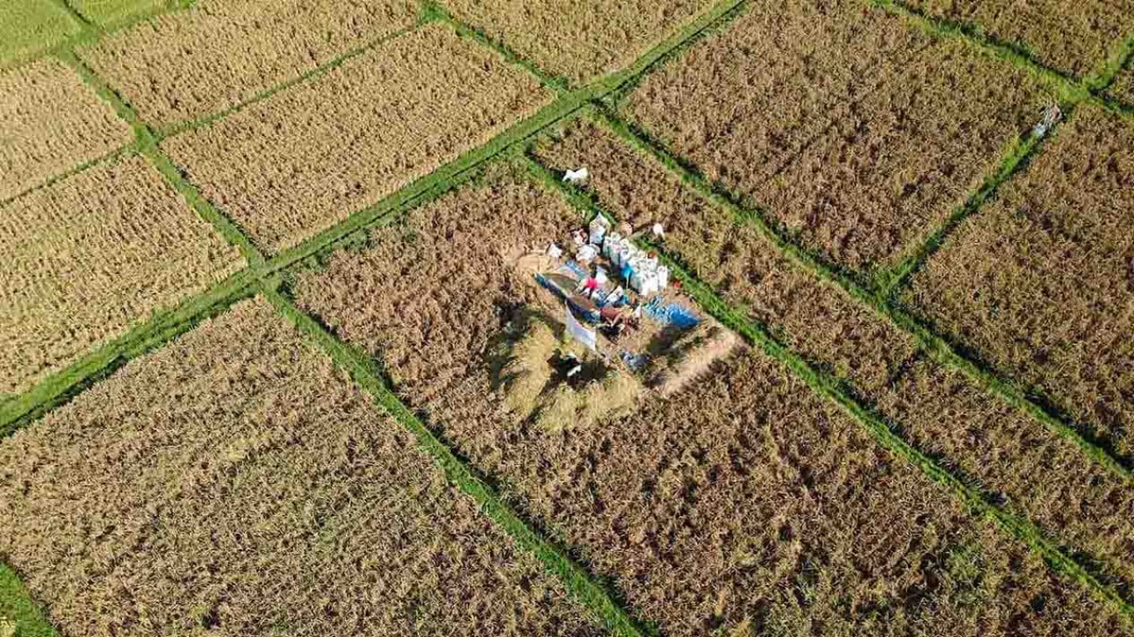 Get Ready, Conversion of Protected Paddy Fields to Face Fines