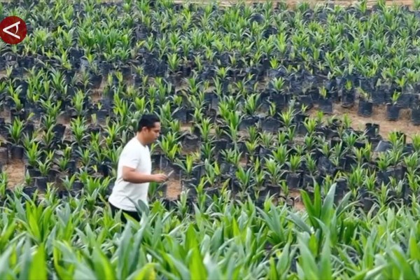 East Kalimantan Palm Seed Production Reaches 30,000 Seedlings to Meet Industry Needs