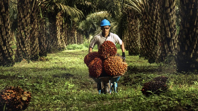 CPO Prices Soar to 15-Month High, Palm Oil Bosses Grinning