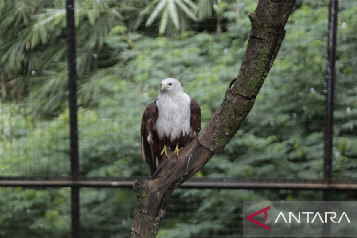 BKSDA opens option to relocate Bandung Zoo animals to conservation institutions