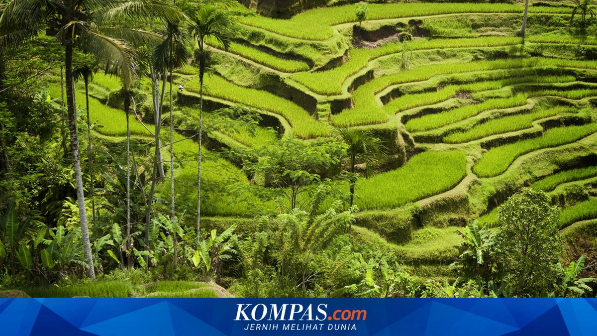 Nyepi Sawah Tradition Held in Jatiluwih, Tourists Restricted