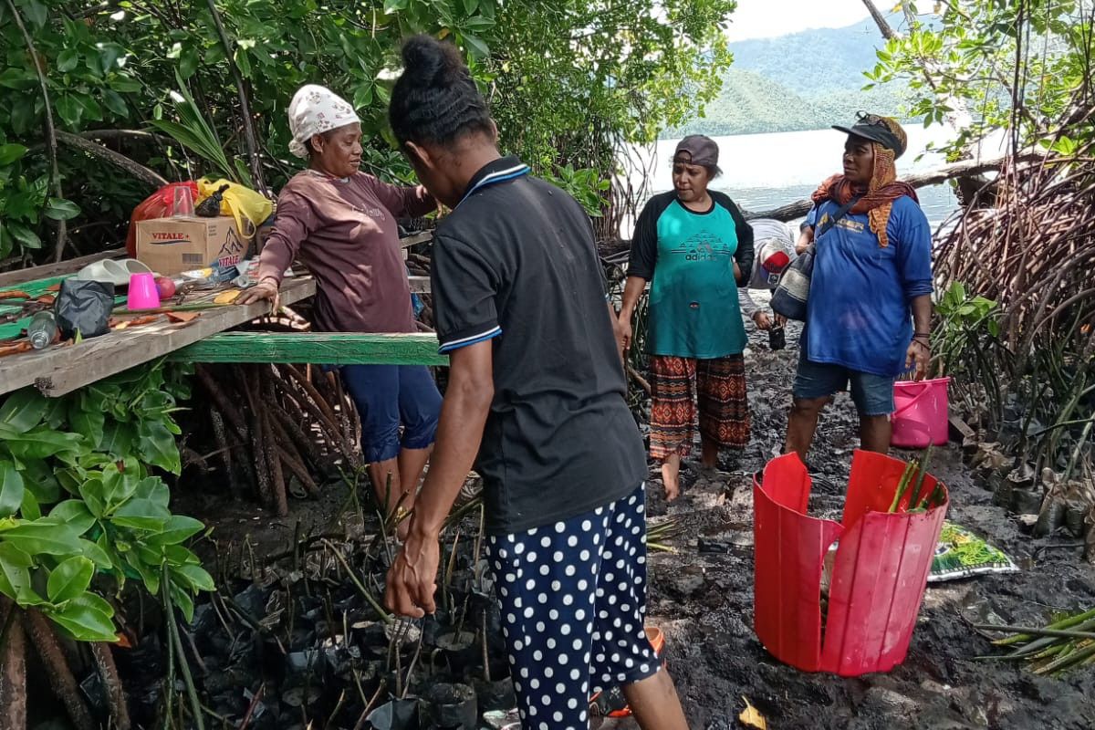 Village Mothers of Enggros Guard the Mangrove Forest
