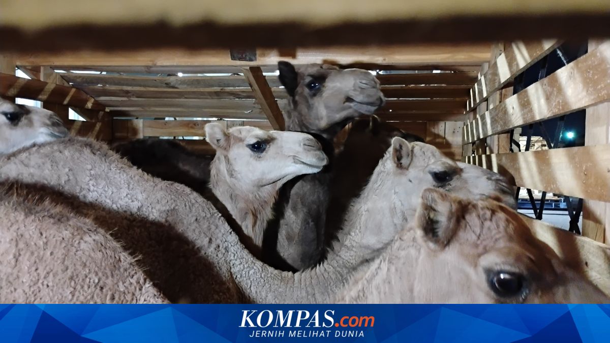 223 Imported Livestock from Australia Arrive at Juanda Airport