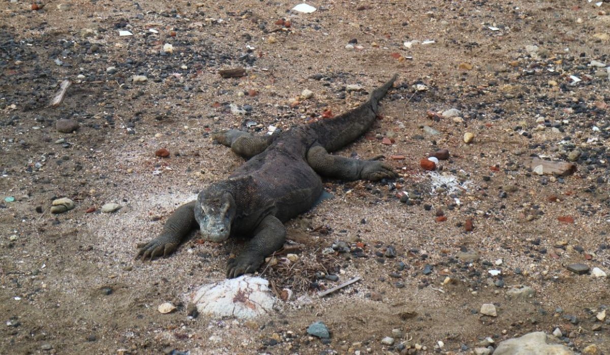 Indonesia Lends Komodo to Japan, Strengthening Bilateral Diplomacy