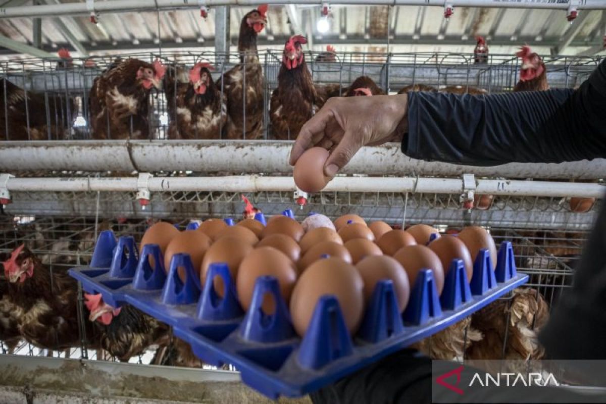 Bapanas Ensures Stable Supply and Prices for Chicken Eggs