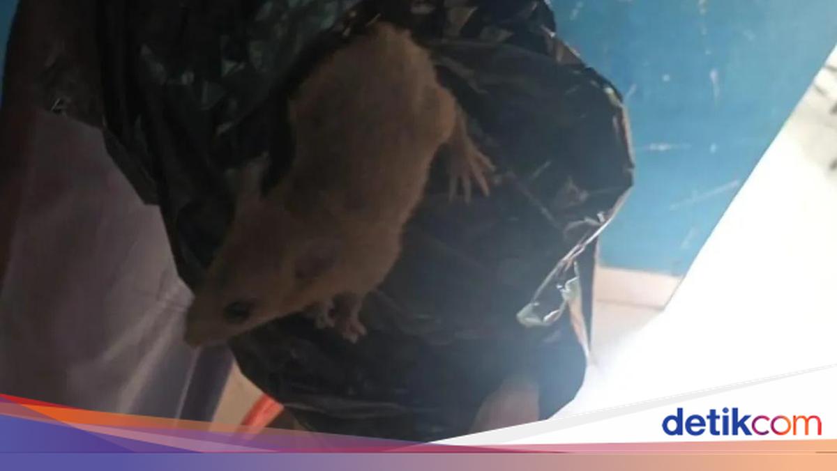 Rat in MBG Box Causes Uproar at SMKN 8 Semarang, Some Food Contaminated