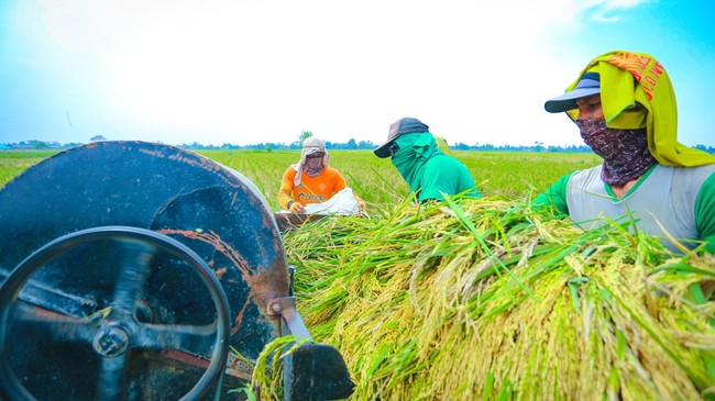 Rice Production Potentially Down 380,000 Tonnes, BPS Provides This Explanation