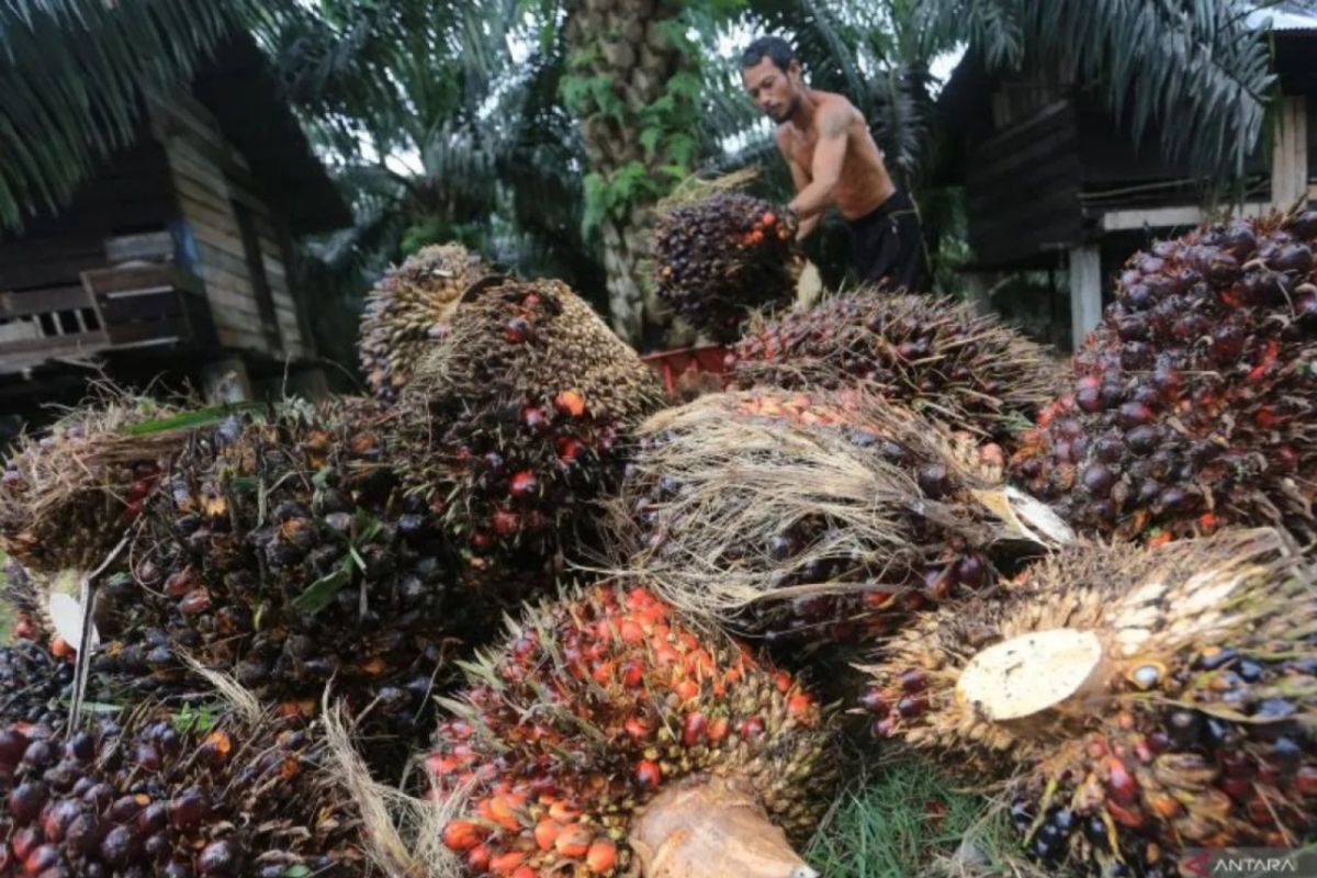 Riau Farmers' Palm Oil Fresh Fruit Bunches Price Rises, Nearly Reaching Rp4,000 per kg