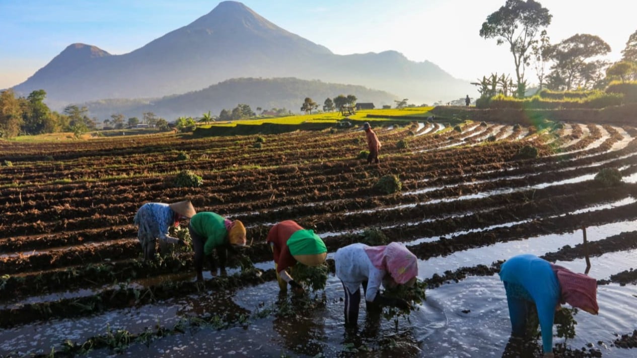 BPS: Farmers' Exchange Rate Drops 0.08 Percent in March 2026