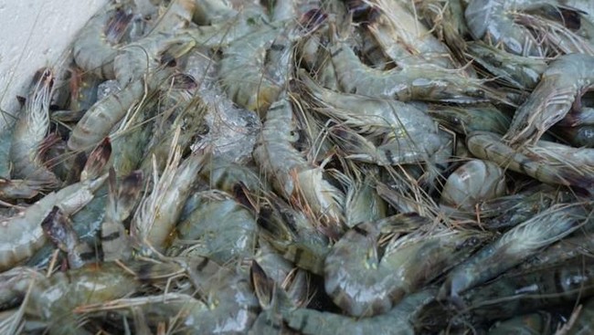 Giant Shrimp Pond Project Accelerated, Indonesia's Shrimp Production Set to Overflow