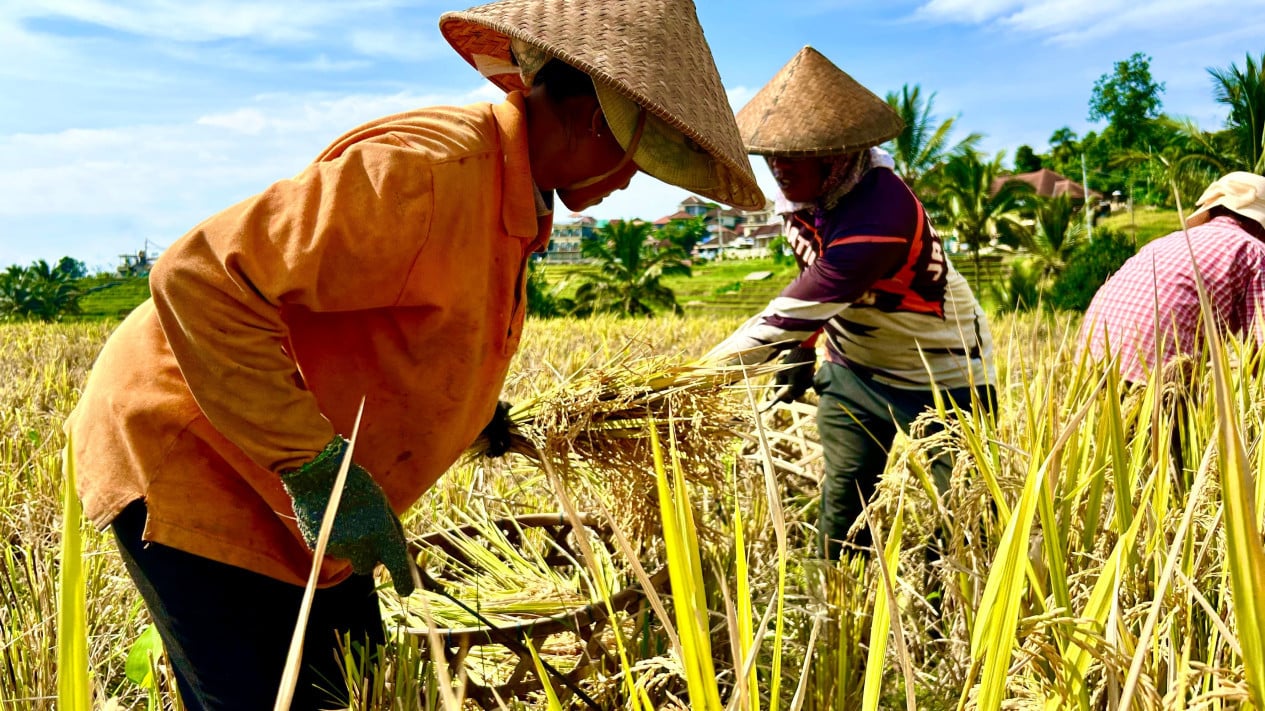 Soaring 27.41%, BPS: Rice Production in February 2026 Reaches 5.05 Million Tonnes