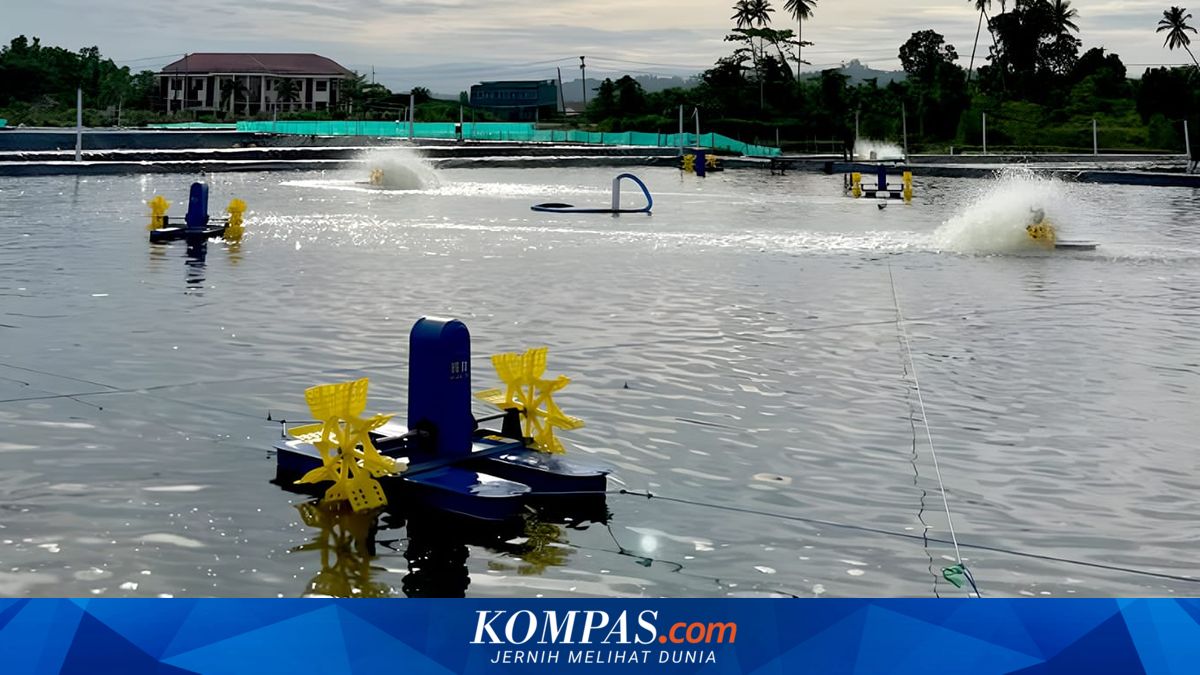 Rp 7.2 Trillion Shrimp Pond Project in NTT Accelerated, Parts to Start Operating Next Year