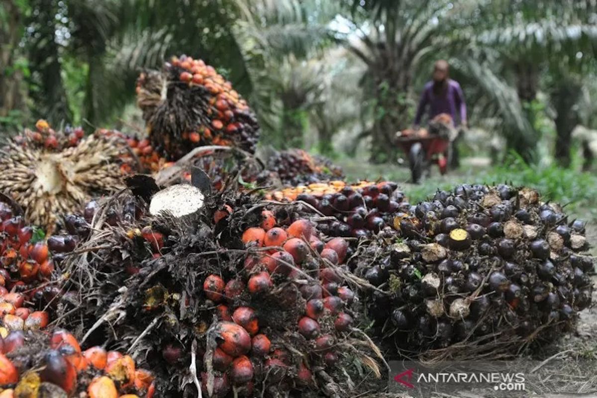 Ministry of Agriculture: CPO Downstreaming Strengthens National Energy-Economic Independence