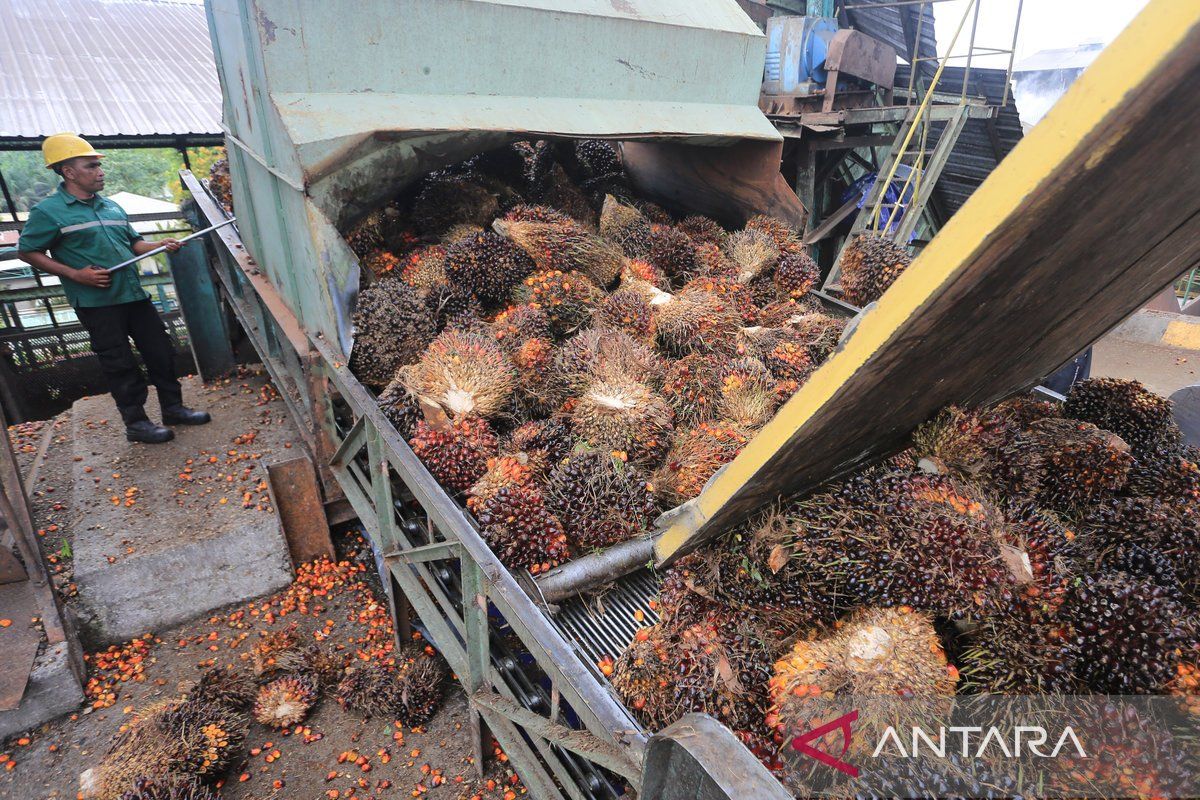 Geopolitical Situation and High Demand Drive CPO Price Increase