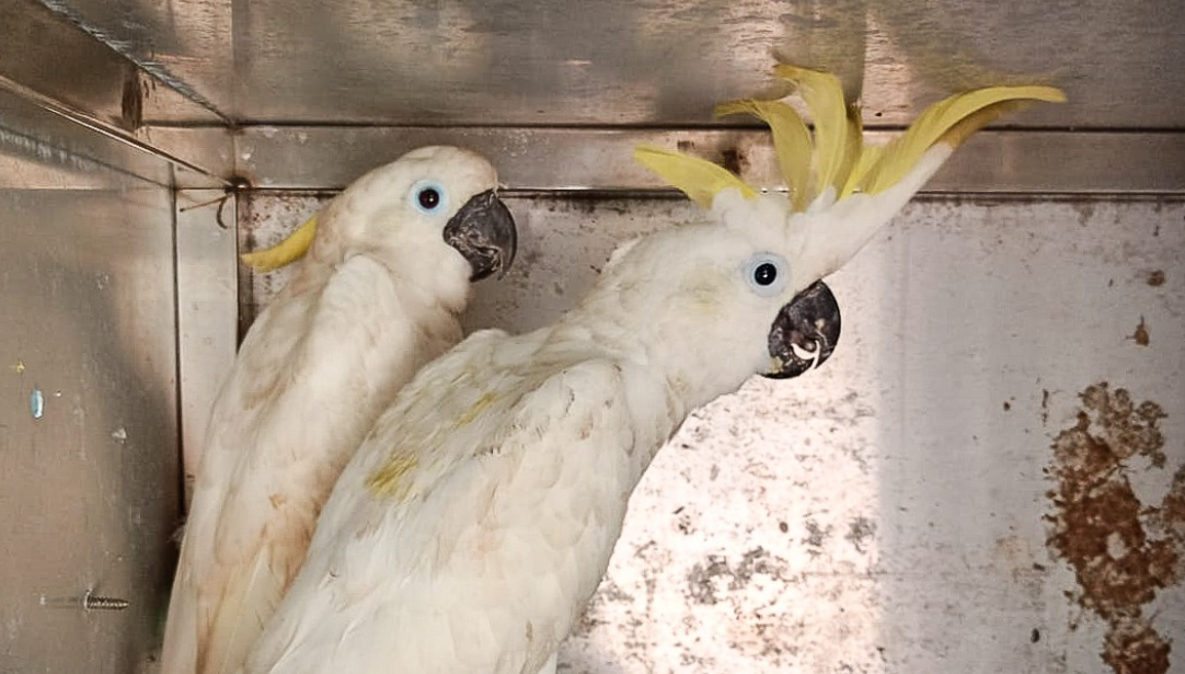 Forestry Law Enforcement Thwarts Trade in Protected Wildlife: Sulphur-Crested Cockatoo and Southern Crowned Pigeon