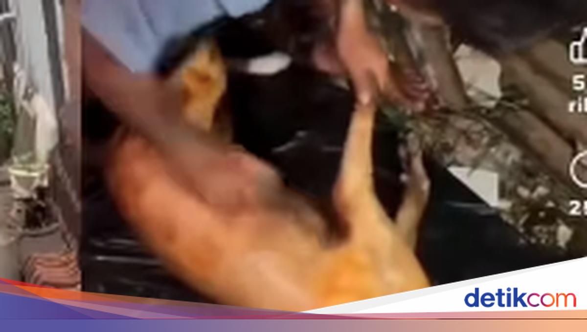 Outrage as Group Allegedly Holds Grilled Dog Meat Feast in Nusa Penida