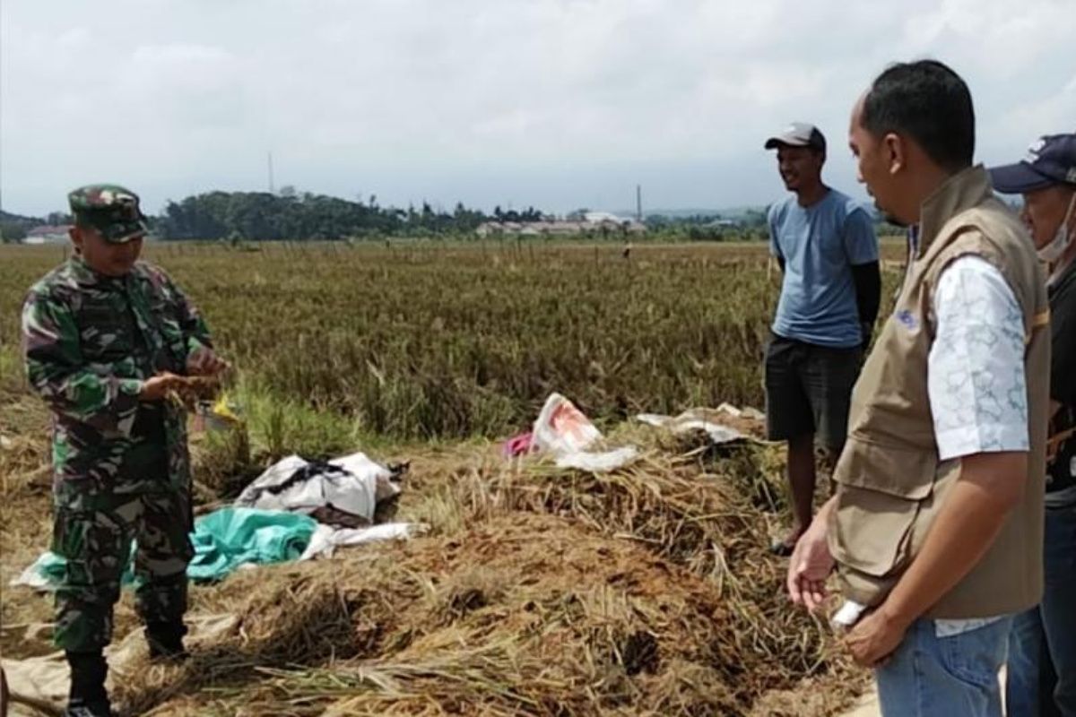 Bulog Banyumas Exceeds Paddy Absorption Target for January-March Period