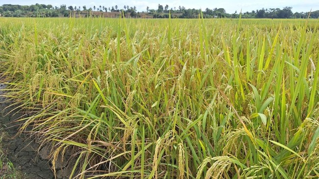 The Role of Food in Global Warfare