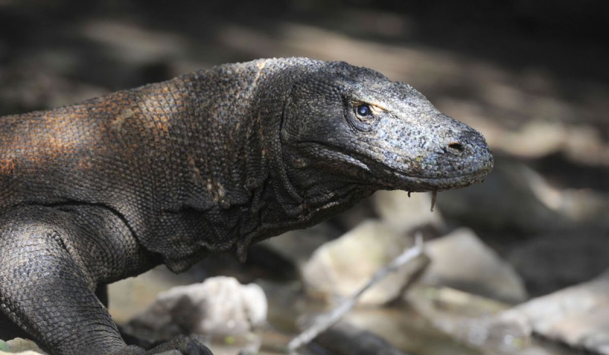Government Assures Komodo Loan to Japan Based on Strict Conservation Measures