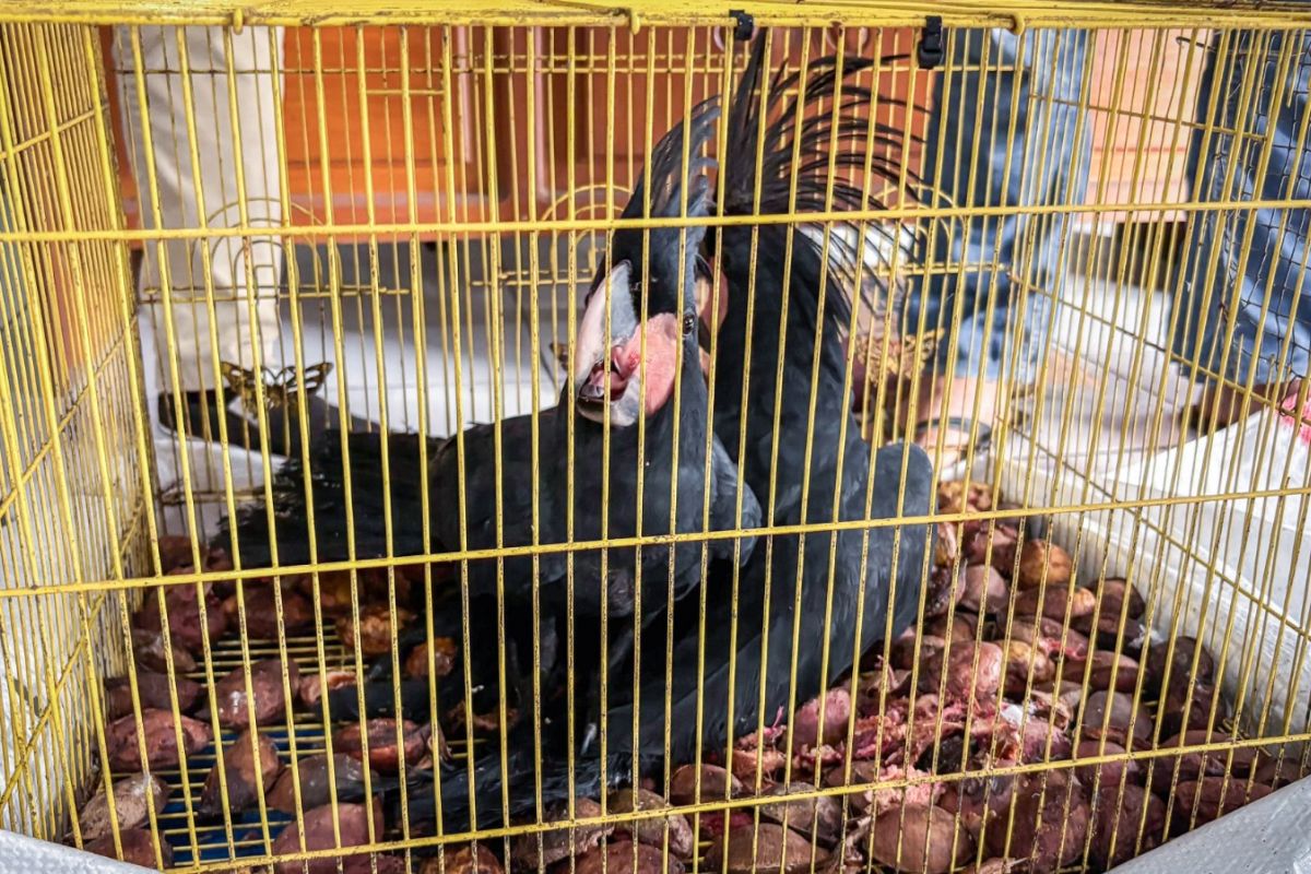Indonesia foils illegal trade of protected birds
