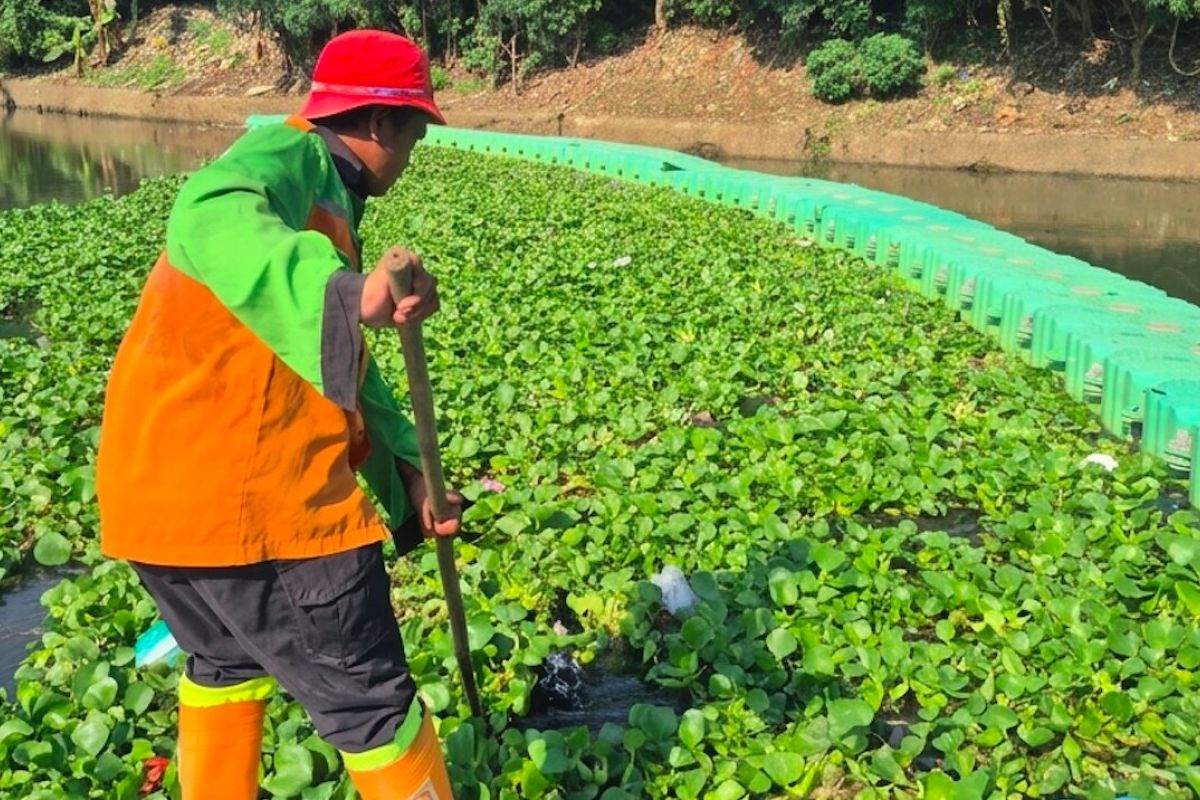 Handling of Water Hyacinth in Pluit Reservoir to be Completed Soon