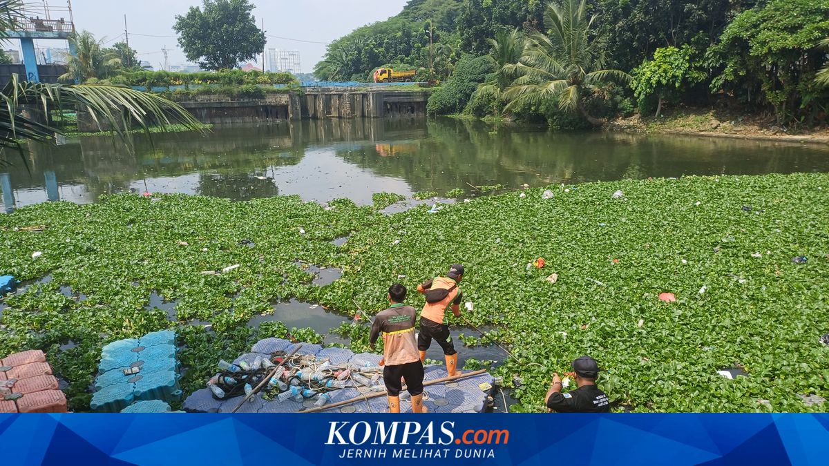 5 Steps to Keep Pluit Reservoir Free of Water Hyacinth, from Threshold Limits to Compost