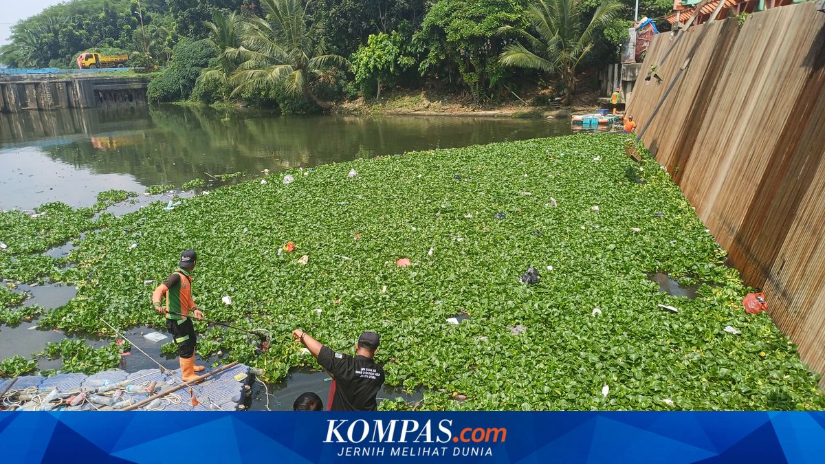 Water Hyacinth Explosion in Pluit Reservoir, Water Surface Turns Green in an Instant