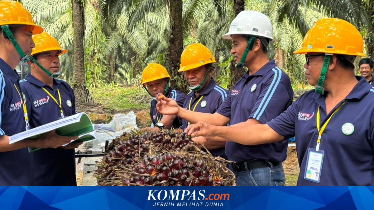 Palm Farmers Change Farming Methods, Productivity Begins to Improve