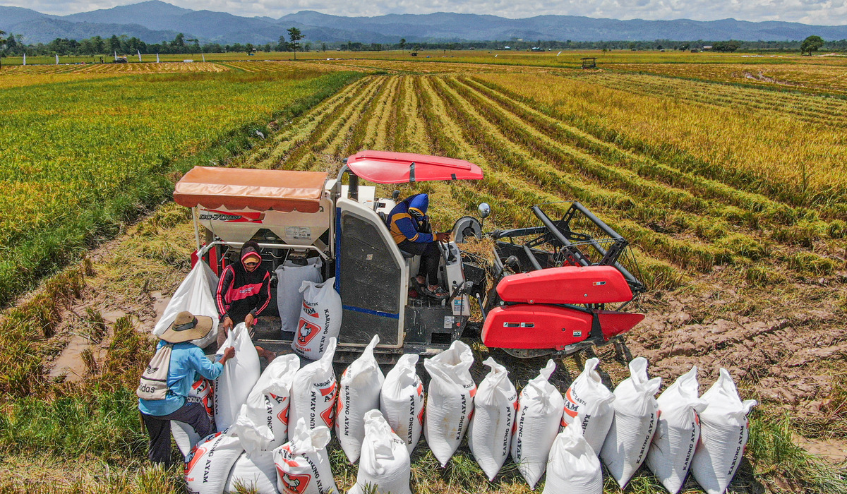 Government Strengthens Food Reserves to Anticipate El Nino Threat from Domestic Production